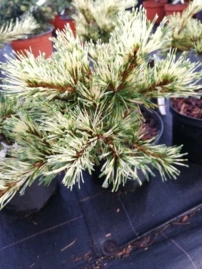 Japán selyemfenyő Ogon Janome ( Oculus Draconis), Pinus parviflora, kont. C5 ,20-30 cm