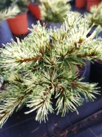 Japán selyemfenyő Ogon Janome ( Oculus Draconis), Pinus parviflora, kont. C5 ,20-30 cm