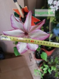 Iszalag Omoshiro, Clematis, kont. 3l