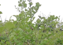 Törpe orgona Palibin, Syringa meyeri, 140 - 150 cm, kont. 5l