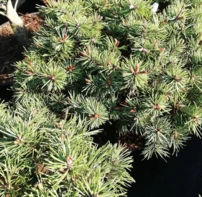 Kampósfenyő  Paradekissen, Pinus uncinata 25 - 30 cm, kont. 5l