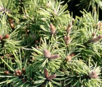 Kampósfenyő  Paradekissen, Pinus uncinata 25 - 30 cm, kont. 5l