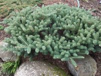 Koreai jegenyefenyő Blauer Pfiff , Abies koreana, kont. C3  20 – 25 cm