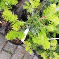 Kaukázusi jegenyefenyő Pendula Abies nordmanniana 30 - 40 cm, kont 3l