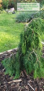 Nyugati tuja Pendula, Thuja occidentalis 40 - 60 cm, kont. 3l