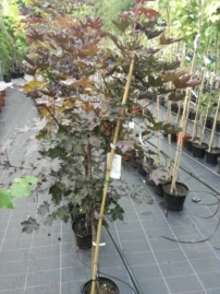 Korai juhar Purple Globe, Acer platanoides 150 - 180 cm, kont. 6l