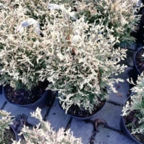 Nyugati tuja Piccadilly, Thuja occidentalis 20 - 40 cm, kont. 3l