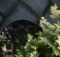 Nyugati tuja Piccadilly, Thuja occidentalis 20 - 40 cm, kont. 3l