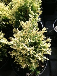 Nyugati tuja Piccadilly, Thuja occidentalis 20 - 40 cm, kont. 3l