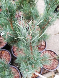 Erdeifenyő Fastigiata, Pinus sylvestris, 30 - 35 cm, kont. 5l