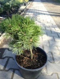 Havasi törpefenyő Echiniformis, Pinus mugo, 30 - 40 cm, kont. 5l