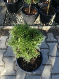 Havasi törpefenyő Echiniformis, Pinus mugo, 30 - 40 cm, kont. 5l