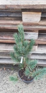 Törpe szibériai fenyő Glauca, Pinus pumila, 40 - 50 cm, kont. 3l