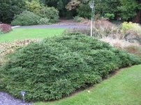 Közönséges lucfenyő  Pumila Nigra, Picea abies 20 - 30 cm, kont. 3l