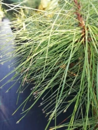 Amerikai sárgafenyő, Pinus ponderosa., 20 – 40 cm, kont. 3l