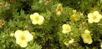 Pimpó törpe Kobold, Potentilla fruticosa, kont. 2l