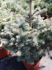 Ezüstfenyő Globosa Argentea, Picea pungens 40 - 55 cm, kont. 5l