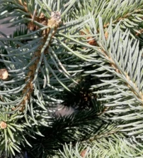 Ezüstfenyő Globosa Argentea, Picea pungens 40 - 55 cm, kont. 5l