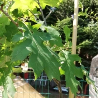 Vörös tölgy, Quercus rubra, kont. 3l,  + 170 cm