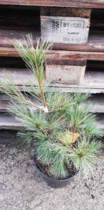 Simafenyő Radiata Nana , Pinus strobus, kont. C5, 40 -50 cm