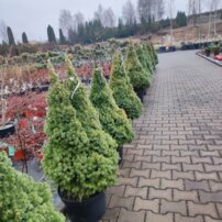 Ezüstfenyő Rainbow's End, Picea glauca +100 cm, kont. 10l