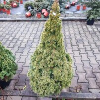 Ezüstfenyő Rainbow's End, Picea glauca +100 cm, kont. 10l