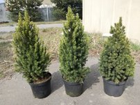 Ezüstfenyő Rainbow's End, Picea glauca 40 - 60 cm, kont. 3l