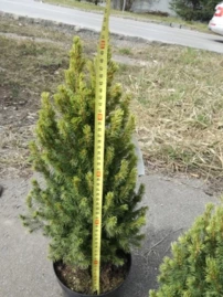 Ezüstfenyő Rainbow's End, Picea glauca 40 - 60 cm, kont. 3l