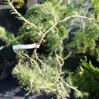 Európai vörösfenyő Horstmann Recurved, Larix decidua 40 - 80 cm, kont. 3l