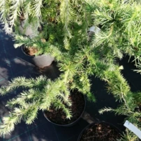 Európai vörösfenyő Horstmann Recurved, Larix decidua 40 - 80 cm, kont. 3l