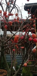 Sorbus alnifolia Red Bird, Sorbus alnifolia, 170 - 180 cm kont. 5l