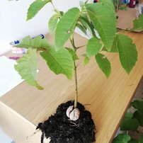 Közönséges dió, Juglans regia, 90 – 100 cm, kont. 3 l