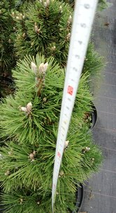 Feketefenyő Richard, Pinus nigra, 50 - 70 cm, kont. 10l
