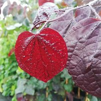 Júdásfa Ruby Falls, Cercis canadensis, 180 – 200 cm, kont. 20l