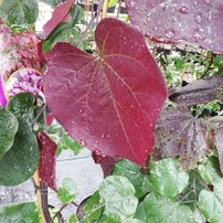 Júdásfa Ruby Falls, Cercis canadensis, 180 – 200 cm, kont. 20l