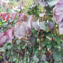 Júdásfa Ruby Falls, Cercis canadensis, 180 – 200 cm, kont. 20l
