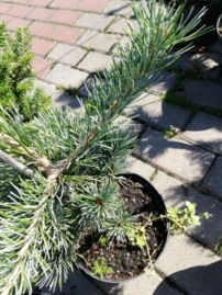 Japán selyemfenyő Ryu Jin, Pinus parviflora, kont. C3, 30-40 cm