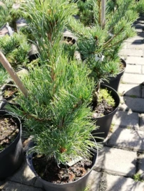 Japán selyemfenyő Ryu Jin, Pinus parviflora, kont. C3, 30-40 cm