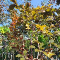 Közönséges bükk Swat Magret, Fagus sylvatica 160 - 200 cm, kont. 20l