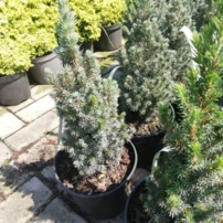 Cukorsüvegfenyő Sander´s Blue, Picea glauca 40 - 60 cm, kont. 3l