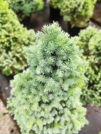 Cukorsüvegfenyő Sander´s Blue, Picea glauca 40 - 60 cm, kont. 3l