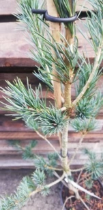 Japán selyemfenyő Saphir, Pinus parviflora, kont. P 9, 30-80 cm