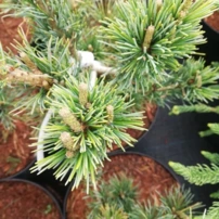 Japán selyemfenyő Saphir, Pinus parviflora, kont. P 9, 30-80 cm