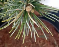 Japán selyemfenyő Saphir, Pinus parviflora, kont. P 9, 30-80 cm