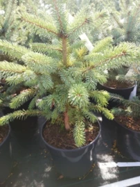 Ezüstfenyő  SBS , Picea pungens 15 - 20 cm, kont. 3l
