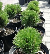 Balkáni páncélfenyő Schmidtii, Pinus leucodermis – heldreichii, 10 - 20 cm, kont. 3l