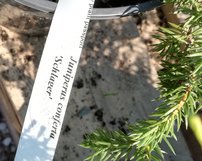 Fövenyboróka Schlager , Juniperus conferta 15 - 20 cm, kont. 3l