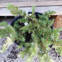 Fövenyboróka Schlager , Juniperus conferta 15 - 20 cm, kont. 3l