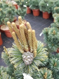 Japán selyemfenyő Shizukagoten, Pinus parviflora, kont. C3, 30-40 cm