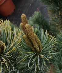 Japán selyemfenyő Shizukagoten, Pinus parviflora, kont. C3, 30-40 cm